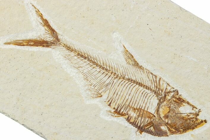 Detailed Fossil Fish (Diplomystus) - Wyoming #244172